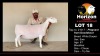 LOT 18 1 + 1X WHITE DORPER T5 OOI/EWE HORIZON WIT DORPERS