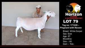 LOT 79 1X WHITE DORPER T5 OOI/EWE HORIZON WIT DORPERS