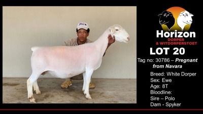 LOT 20 1 + 1X WHITE DORPER T5 OOI/EWE HORIZON WIT DORPERS