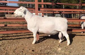 LOT 67 1X WHITE DORPER FLOCK RAM HEUNINGKOP WITDORPERS