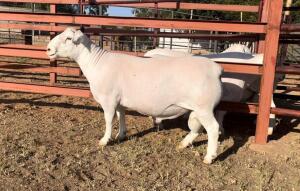 LOT 66 1X WHITE DORPER STUD RAM HEUNINGKOP WITDORPERS