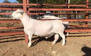 LOT 69 1X WHITE DORPER FLOCK RAM HEUNINGKOP WITDORPERS