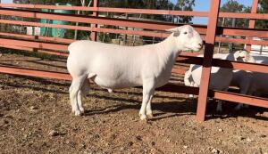 LOT 68 1X WHITE DORPER FLOCK RAM HEUNINGKOP WITDORPERS