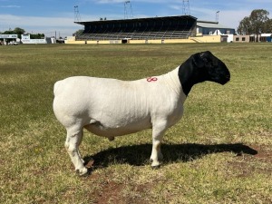 LOT 168 1X DORPER FLOCK RAM TIENFONTEIN DORPERSTOET