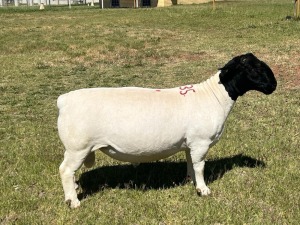 LOT 135 1X DORPER STUD RAM TIENFONTEIN DORPERSTOET