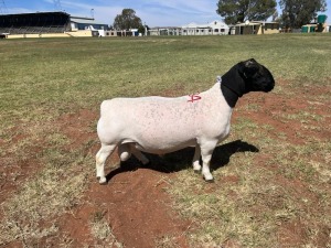 LOT 134 1X DORPER STUD RAM TIENFONTEIN DORPERSTOET