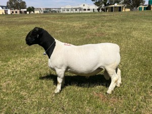 LOT 132 1X DORPER STUD RAM TIENFONTEIN DORPERSTOET