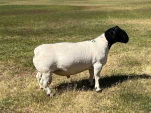 LOT 169 1X DORPER T5 RAM TIENFONTEIN DORPERSTOET