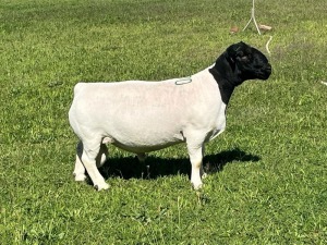 LOT 170 1X DORPER T5 RAM TIENFONTEIN DORPERSTOET