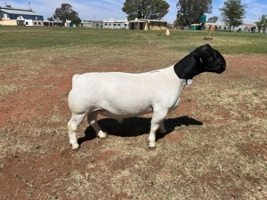 LOT 131 1X DORPER STUD RAM TIENFONTEIN DORPERSTOET