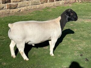 LOT 1 1X DORPER FLOCK RAM LEROY PHILLIPS DORPERS