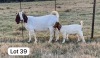 1+1X BOER GOAT FLOCK BUCK SUZANNE VAN DYK BOERBOKSTOET