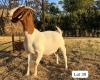 1+1X BOER GOAT FLOCK BUCK SUZANNE VAN DYK BOERBOKSTOET - 2