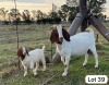 1+1X BOER GOAT FLOCK BUCK SUZANNE VAN DYK BOERBOKSTOET - 3