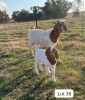 WITHDRAWN - 1+1X BOER GOAT BUCK SUZANNE VAN DYK BOERBOKSTOET