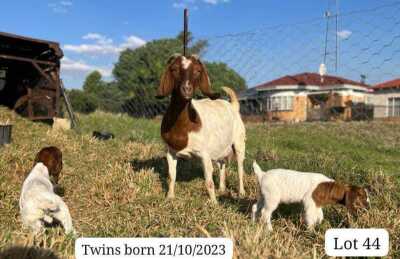 1+2X BOER GOAT FLOCK DOE SUZANNE VAN DYK BOERBOKSTOET