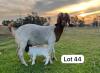 1+2X BOER GOAT FLOCK DOE SUZANNE VAN DYK BOERBOKSTOET - 2