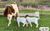 1+2X BOER GOAT FLOCK DOE SUZANNE VAN DYK BOERBOKSTOET - 3