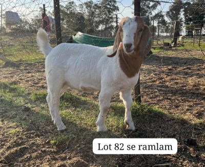 1+1X BOER GOAT FLOCK DOE SUZANNE VAN DYK BOERBOKSTOET