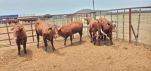 5X Simmental Commercial Heifer TRIPLE S STUD (Pay per Animal)