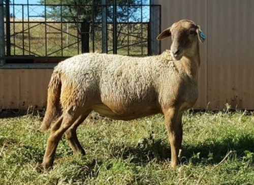 1X OOI/EWE B3 Genetics - Charles Freeme - 074 207 0007