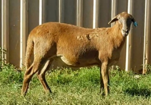 1X OOI/EWE B3 Genetics - Charles Freeme - 074 207 0007