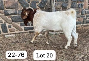 1X BOER GOAT FLOCK BUCK SUZANNE VAN DYK BOERBOKSTOET