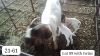 1+2X BOER GOAT FLOCK DOE SUZANNE VAN DYK BOERBOKSTOET