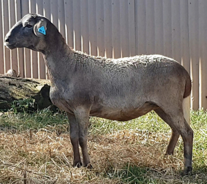 1X OOI/EWE B3 Genetics - Charles Freeme - 074 207 0007