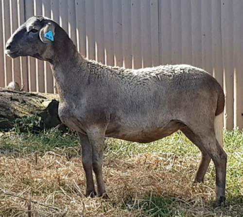 1X OOI/EWE B3 Genetics - Charles Freeme - 074 207 0007