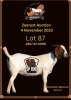 1X BOER GOAT FLOCK DOE ESP BOER GOAT STUD