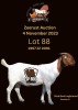 1X BOER GOAT FLOCK DOE ESP BOER GOAT STUD