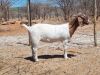 1X BOER GOAT FLOCK DOE ESP BOER GOAT STUD - 2