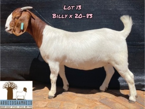 1X Boer Goat Stud Doe Arbeidsaamheid Boerbok Stoet