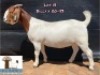 1X Boer Goat Stud Doe Arbeidsaamheid Boerbok Stoet