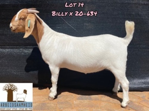 1X Boer Goat Stud Doe Arbeidsaamheid Boerbok Stoet
