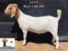1X Boer Goat Stud Doe Arbeidsaamheid Boerbok Stoet