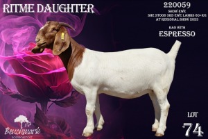 1X Boer Goat Pregnant Stud Doe Benchmark Boerbok Stoet