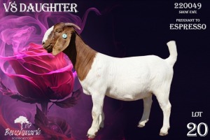 1X Boer Goat Pregnant Stud Doe Benchmark Boerbok Stoet