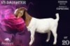1X Boer Goat Pregnant Stud Doe Benchmark Boerbok Stoet