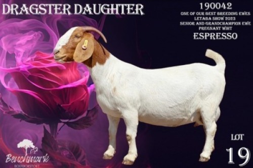 1X Boer Goat Stud Doe Benchmark Boerbok Stoet