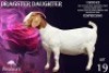 1X Boer Goat Stud Doe Benchmark Boerbok Stoet