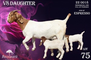 1+2X Boer Goat Stud Doe Benchmark Boerbok Stoet