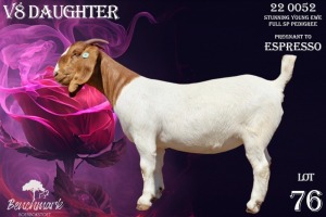 1X Boer Goat Stud Doe Benchmark Boerbok Stoet