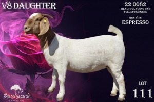 1X Boer Goat Stud Doe Benchmark Boerbok Stoet