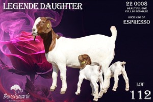 1+2X Boer Goat Stud Doe Benchmark Boerbok Stoet