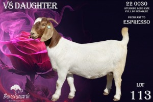 1+2X Boer Goat Stud Doe Benchmark Boerbok Stoet