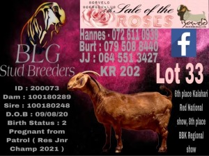 1+2X Kalahari Red Stud Doe BLG Stud Breeders