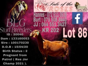 1+2X Kalahari Red Stud Doe BLG Stud Breeders