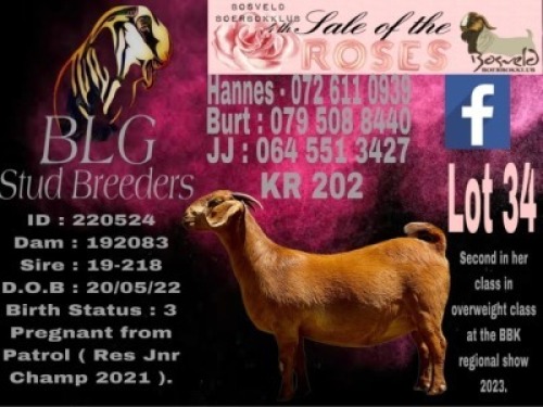 1+2X Kalahari Red Stud Doe BLG Stud Breeders